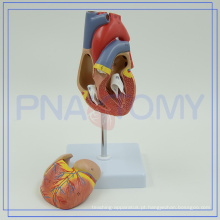 PNT-0400 China fabricante de Alta Qualidade Natural Tamanho Humano Modelo de Dissecação Do Coração Com Serviço de Longo Prazo